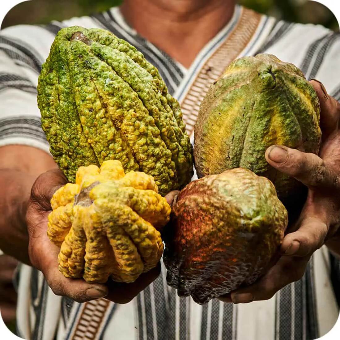 A farmer's hands holding freshly harvested cacao pods